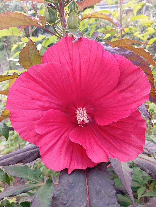 Гібіскус трав'яний бордовий