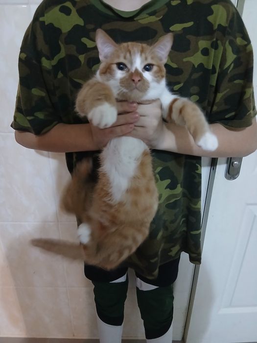 Котик в добрі руки терміново