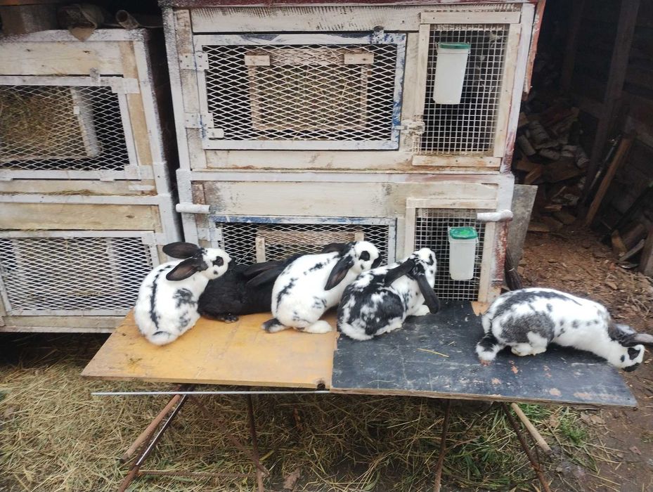 sprzedam króliki samiec i samiczki