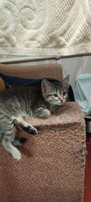 Метис котенок продам.Харьков