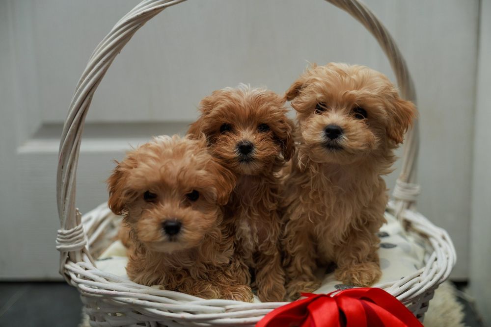 Мальтипу цуценятка!!