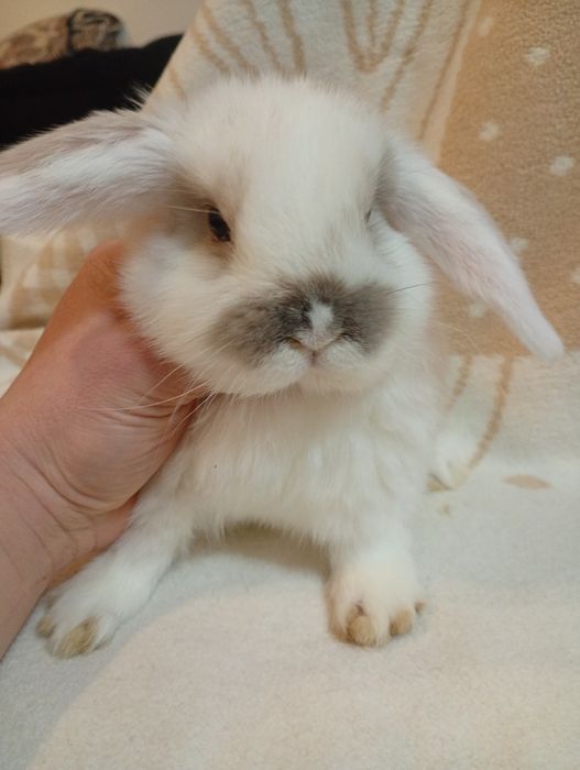 Mini Lop  !  ODBIÓR NA JUŻ króliczek karzełek LEGALNA HODOW
