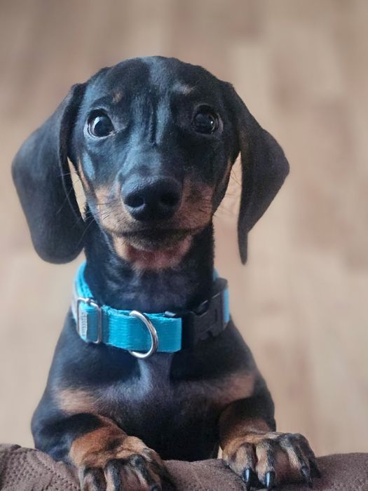 Цуценя мініатюрна такса