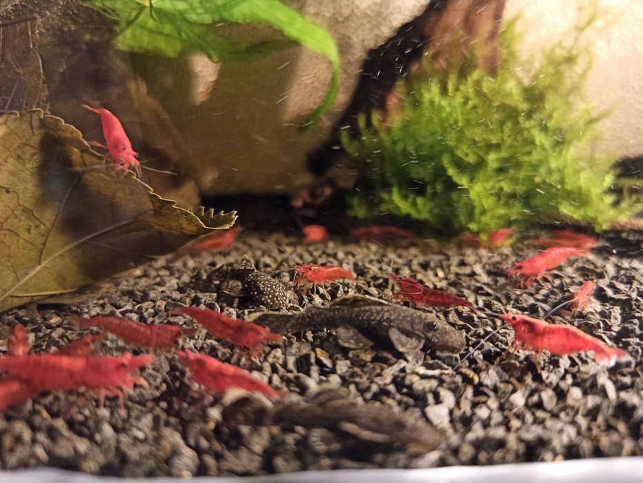 Krewetki Red Cherry 10szt