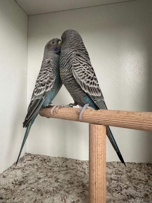 Casais de periquitos black face puro e portador