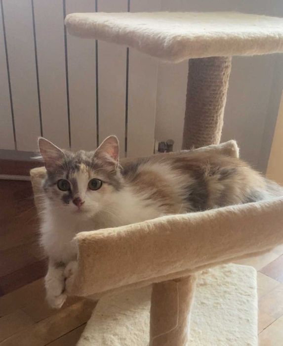 Мила кішечка шукає дім