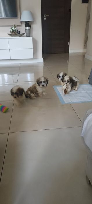 Malshi maleńkie szczęście