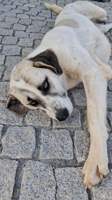 Doação  de 2 cadelas e 1 cão da Raça Rafeiro Alentejo