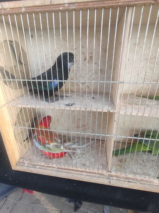 Papugi z 2025 roku różne kolory