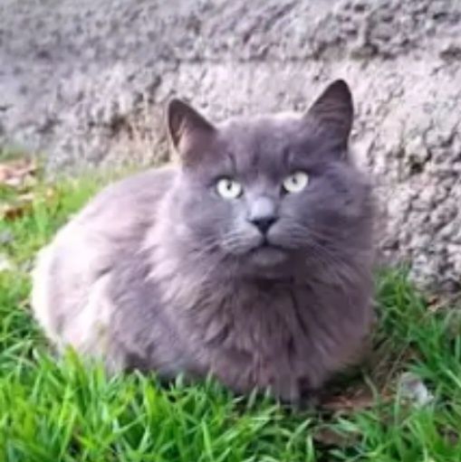 Отдам даром в добрые руки серых пушистых котика и кошечек