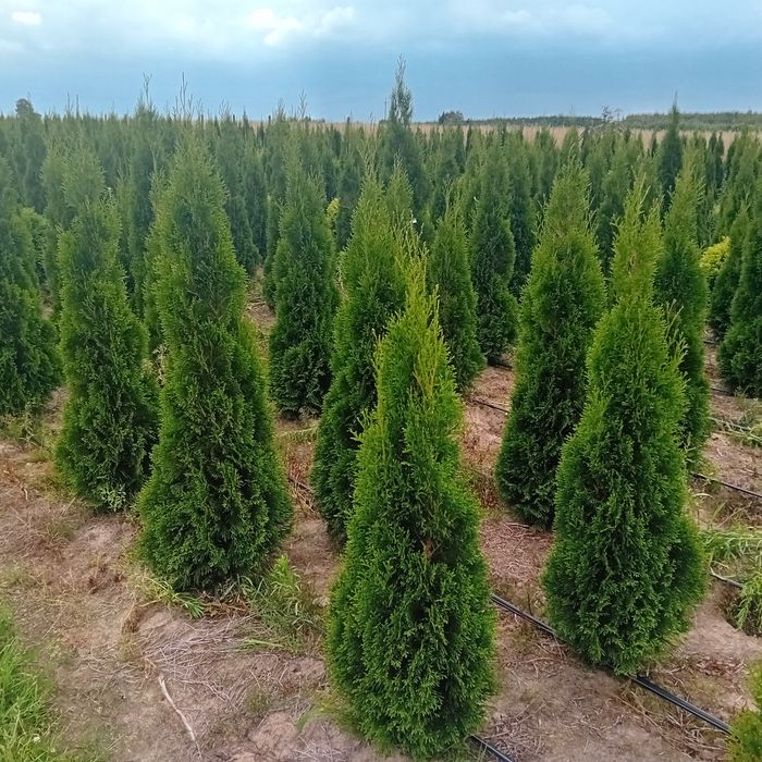 Tuja szmaragd 100 200 braband jałowiec danica europa gold swierk jodł