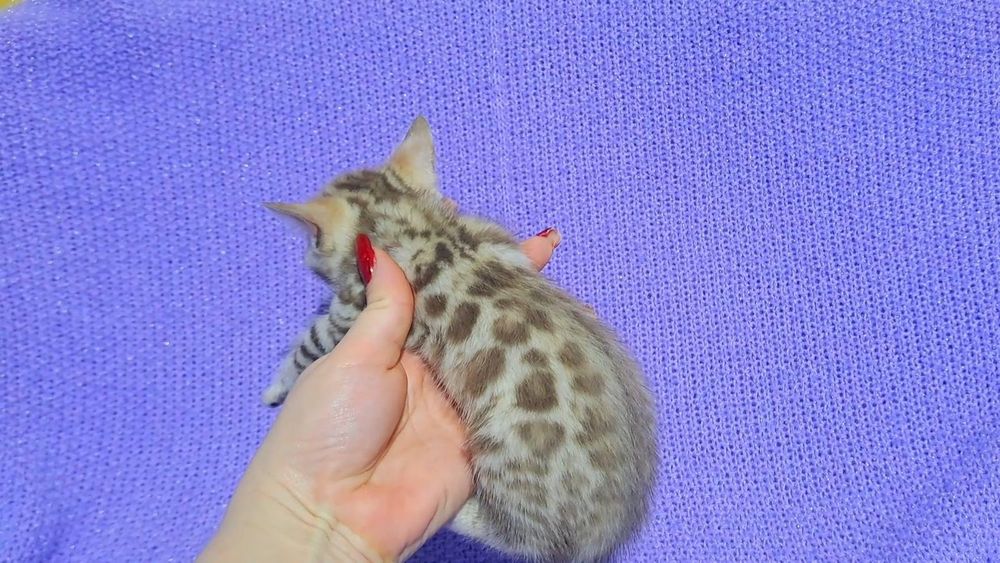 Сніжна бенгальська дівчинка бенгальський кіт кошеня