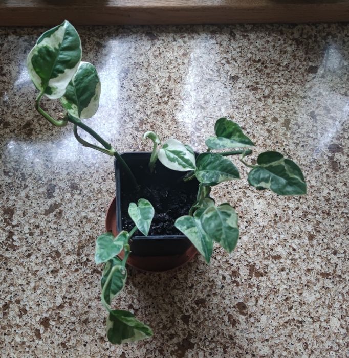 Епіпремнум Енджой