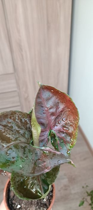 Syngonium strawberry ice