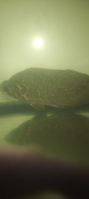 Gourami leopardo