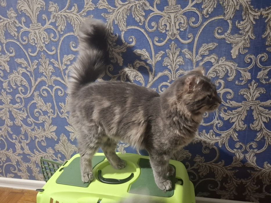 Кошенята шукають добрі руки