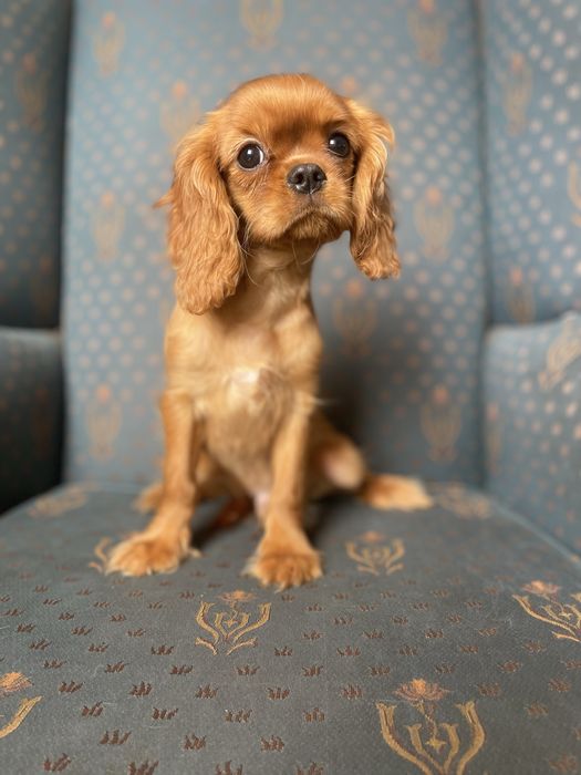 Cavalier king charles spaniel