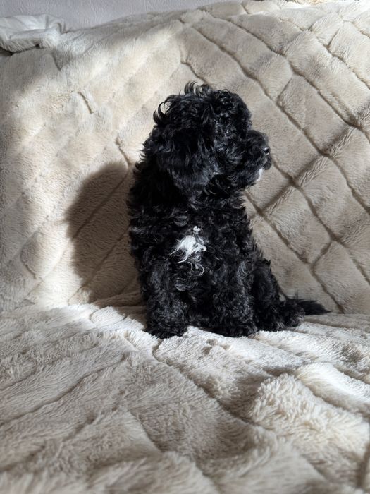 Продам хлопчика Мальтіпу