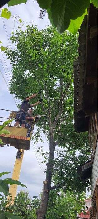Спил, видалення, обрізка дерев, корчування пнів.Автовышка,вывоз мусора
