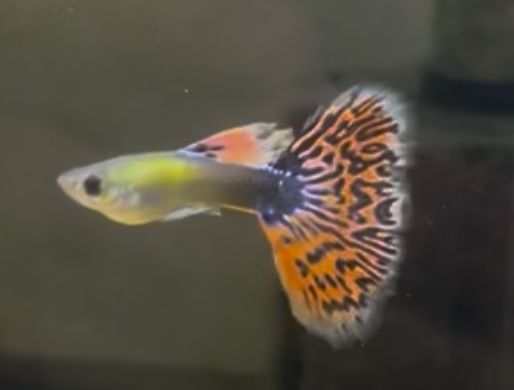 Guppy Dumbo Red Mosaic linhagem (casal)