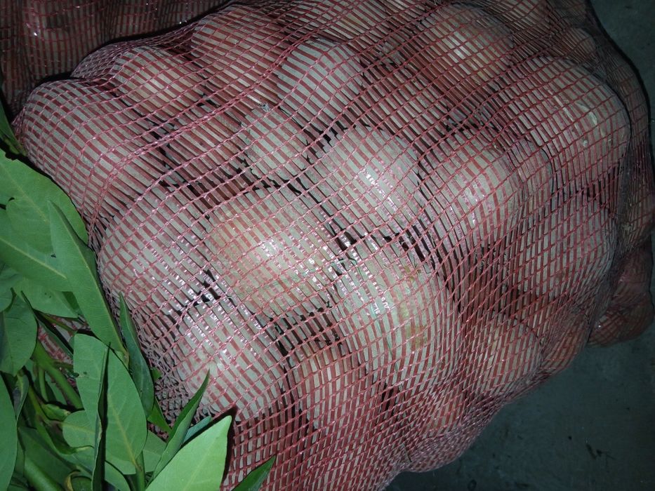 Batatas de qualidade  novas