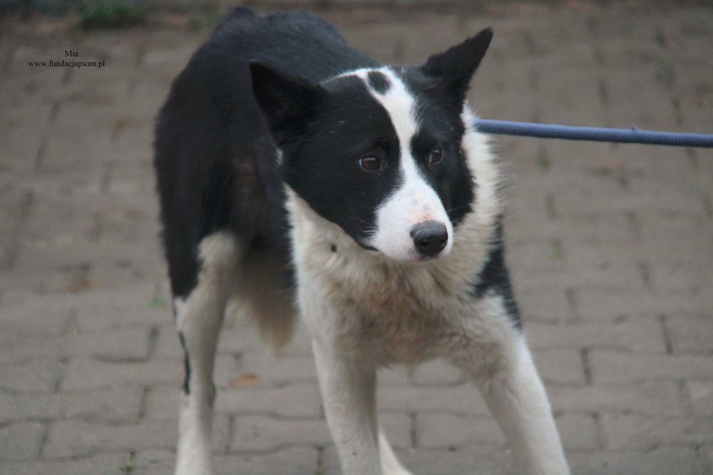 Mia - szuka spokojnego domu