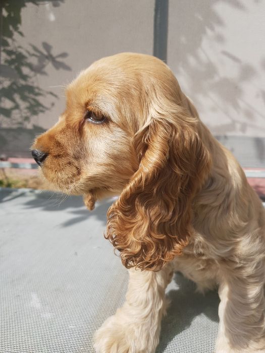 Suczka Cocker Spaniel Angielski