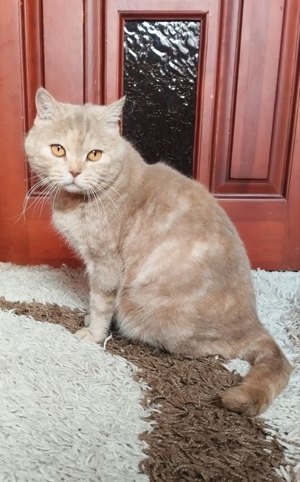 Котик, кошеня, хлопчик