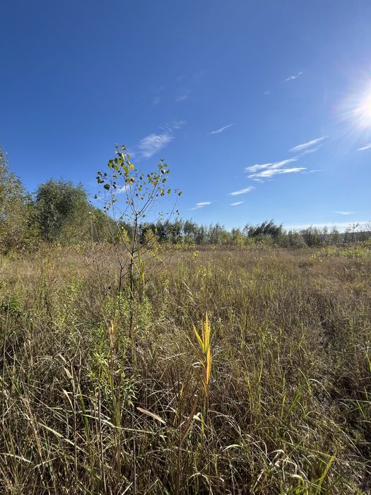 Продаж дідянки 2.9 га Романків , Ходосівка ,під будівництво