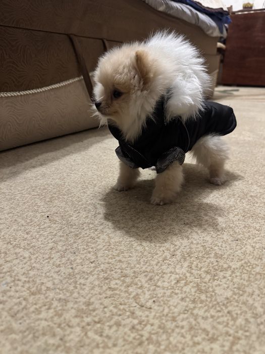 Мини девочка померанский шпиц
