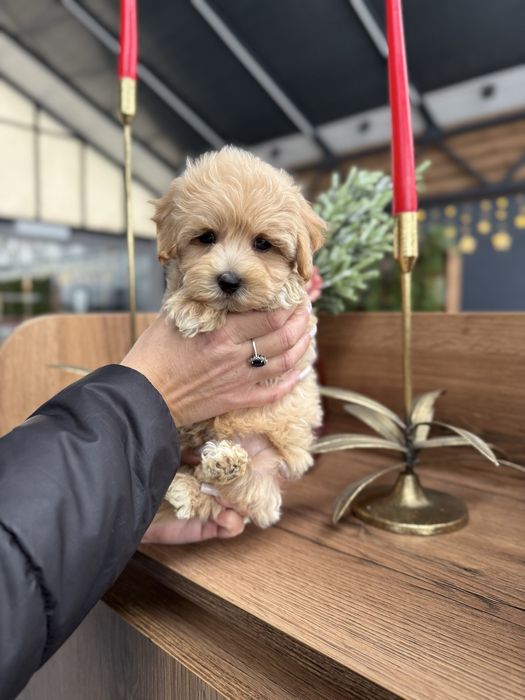 Неймовірні Мальтіпу Ф1/Ф2