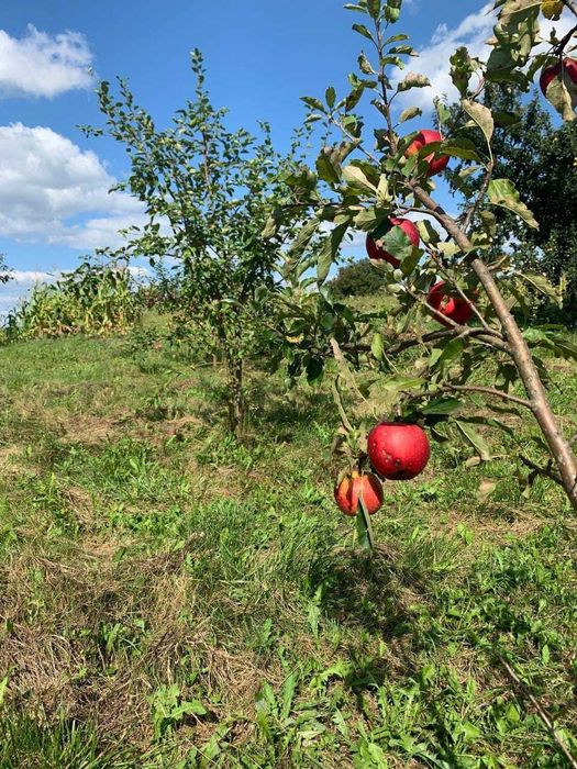 Продаж будинку в с. Підпечари.