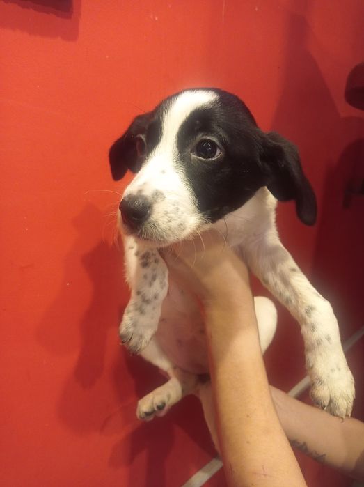 Гарнюня дівчинка долматинка