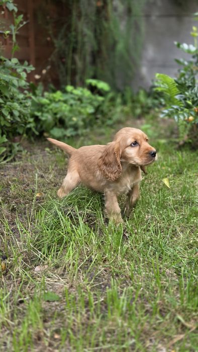 Cocker Spaniel Angielski chłopaki