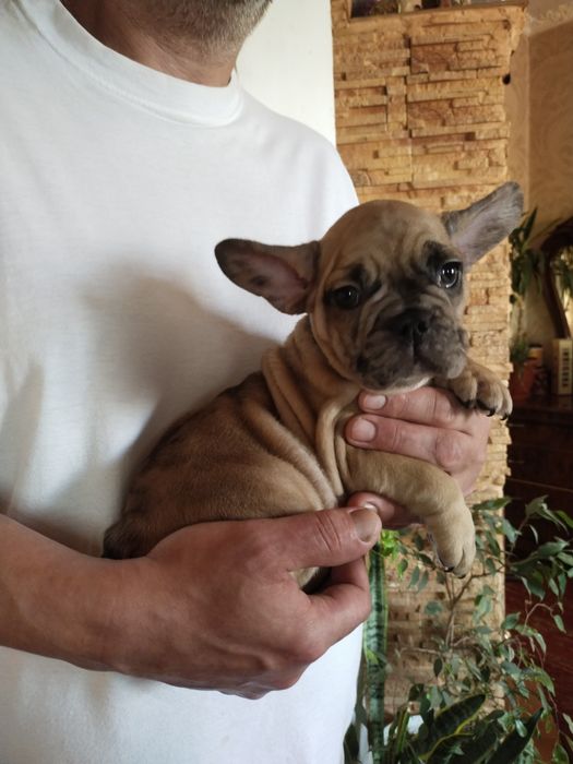 Очень сильно хочется семью. Малыши клубные клуба УКФ