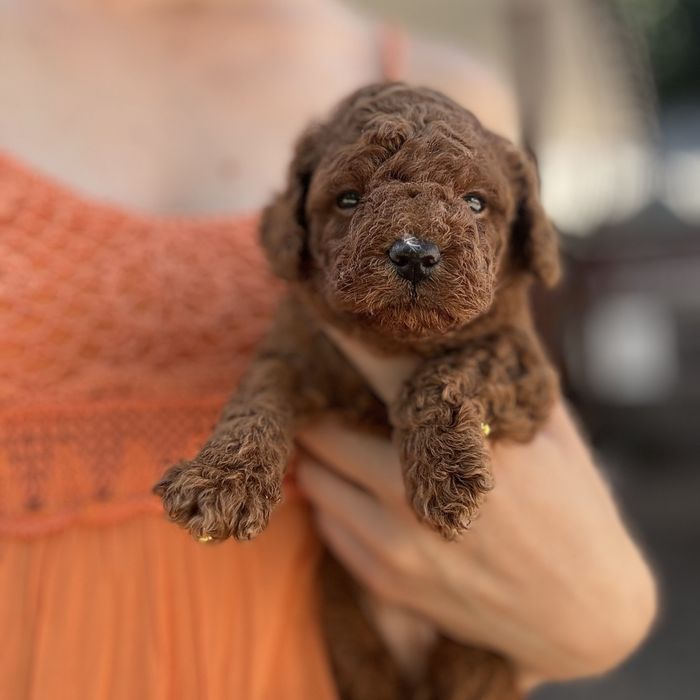 шикарний хлопчик у забарвленні RED BRAUN
