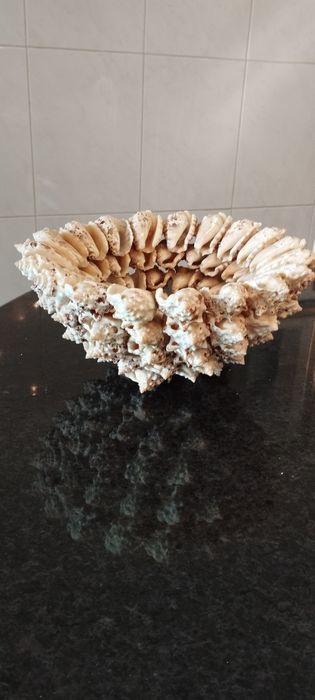 Arranjo  artesanal em forma de fruteira feita de búzios