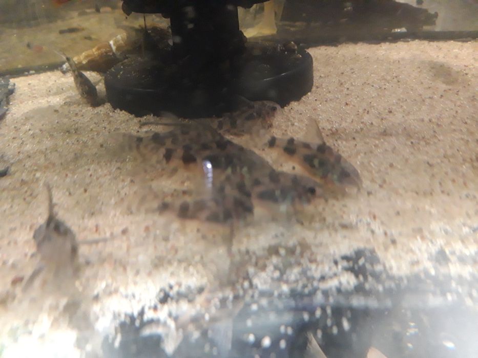 Dorsły Kirys pstry, kiryski  welonowe i zwykłe corydoras paletaus żag