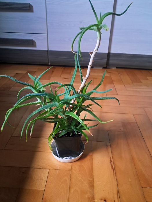 Aloes drzewiasty
