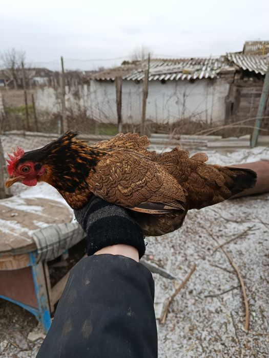 Бентамочки декоративные инкубационные яйца