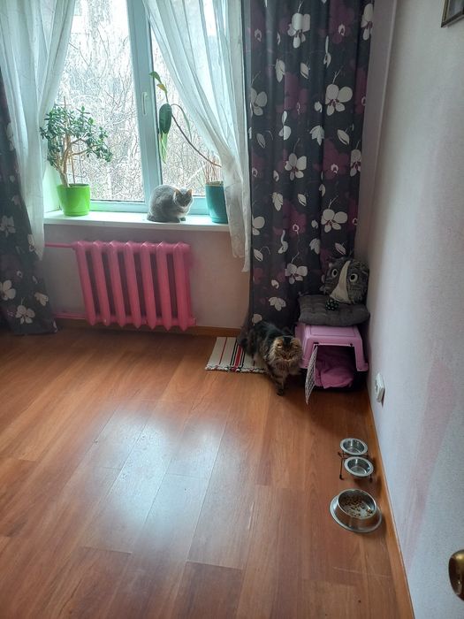 Котоняня Передержка котиков Домашняя гостиница для животных