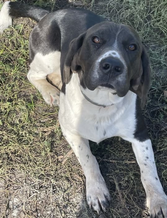 Zaginął piesek! Nagroda dla znalazcy!!!