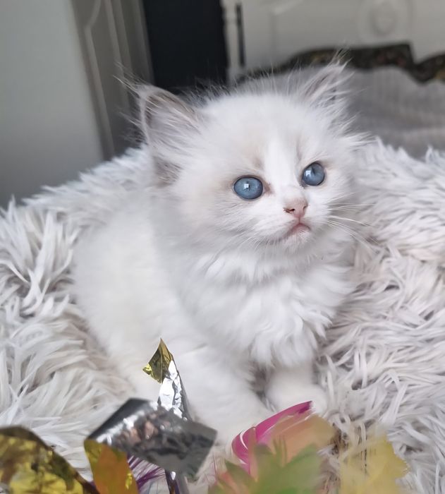 Ragdoll Hodowlano-wystawowa Kotka genetyka