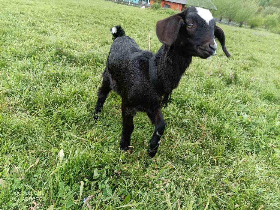 Продам кізочку англо-нубійська