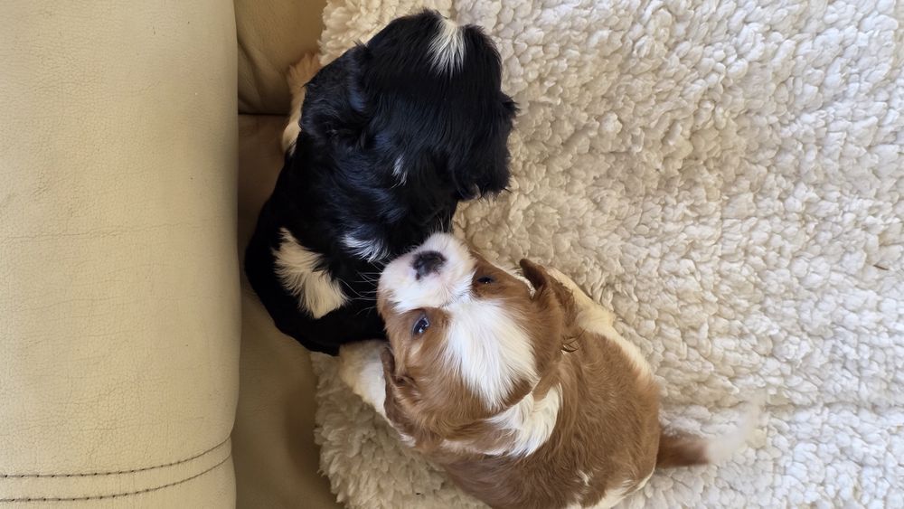 King Charles Cavalier Tricolor Macho