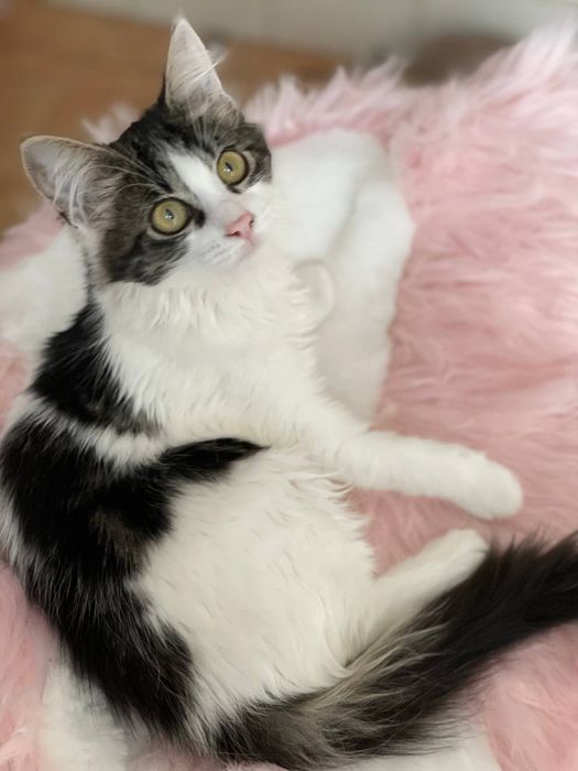 Кошеня Майра в добрі руки