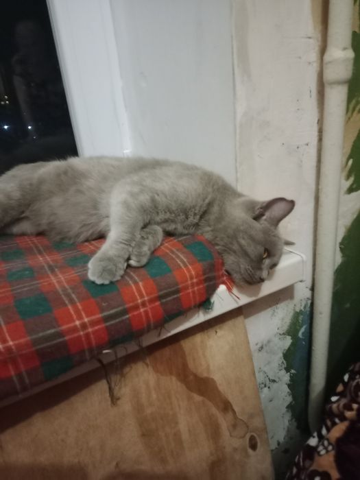 Котик британец кастрированный в добрые руки