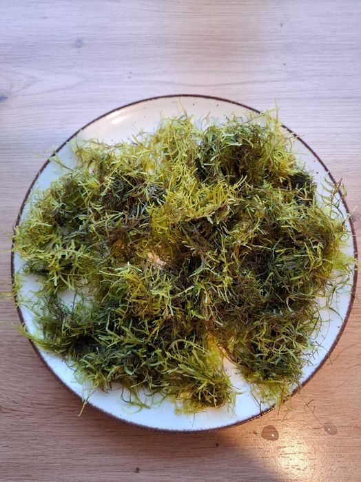 Sprzedam mech akwarystyczny