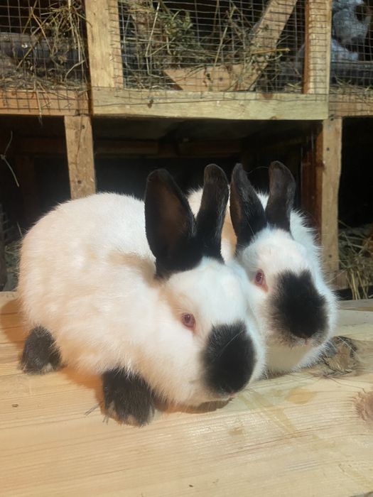 Каліфорнія 4 + міс