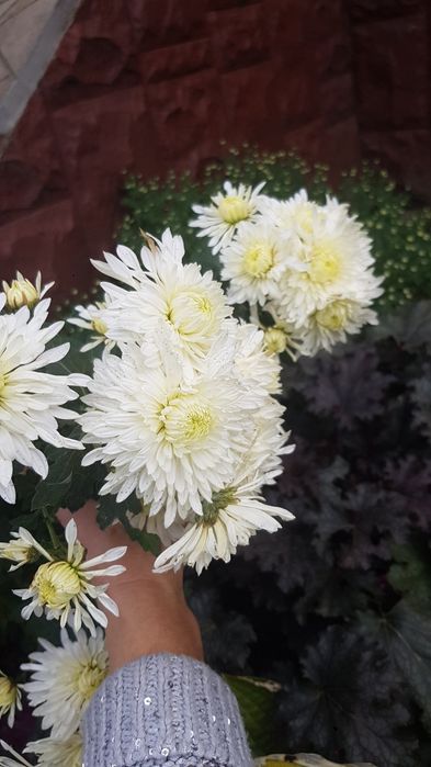 Великоквіткові хризантеми